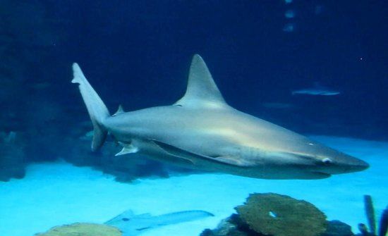 Shark Reef